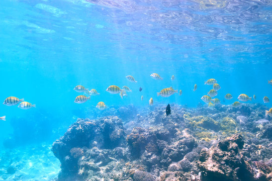 Fototapeta Coral reef and fish
