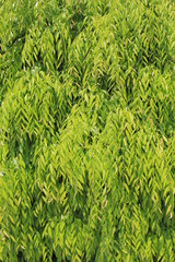 Green leaf texture background.