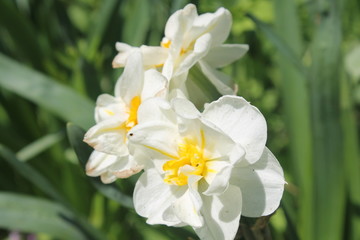 Narcissi white