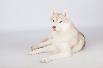 Siberian Husky dog