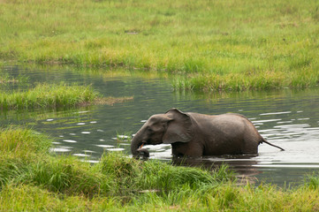 Fototapeta premium Forest elephant, Mbeli bai, Nouabale Ndoki National Park