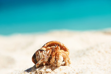 Hermit crab at beach