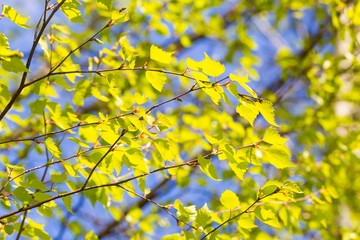 Young birch leaves