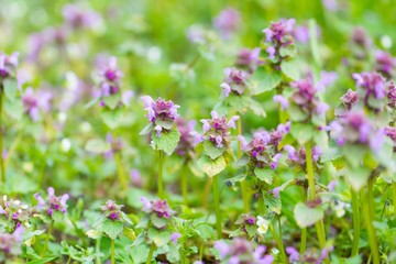 Wild flowers growing on field
