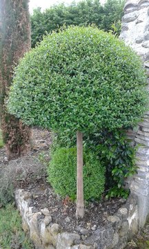 troene sur tige