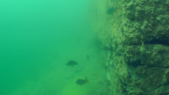 Several European perch (Perca fluviatilis) swims near rocks.
