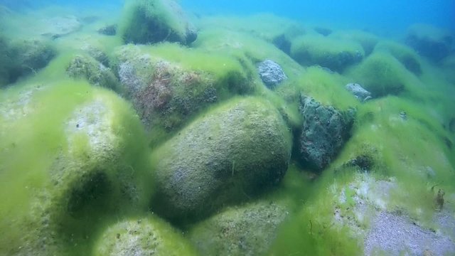 Rocky bottom overgrown with algae.  Siberia, the Lake Baikal
