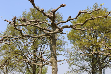 bäume