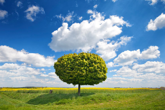 grüner einzelner Baum 