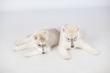Siberian Husky dogs