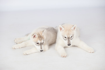 Fototapeta premium Siberian Husky dogs