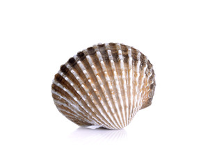 Fresh raw cockle on the white background