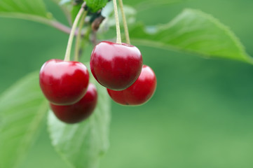 Cherry