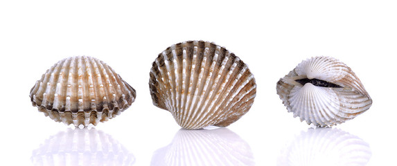 Fresh raw cockle on the white background