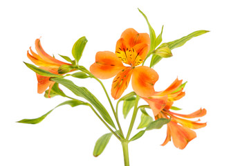 Alstroemeria
