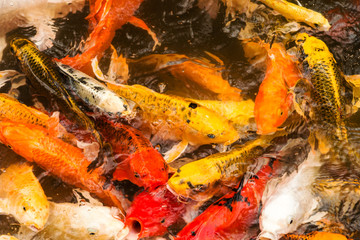 Koi Fisch