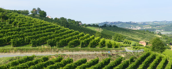 Summer landscape in Monferrato (Italy)