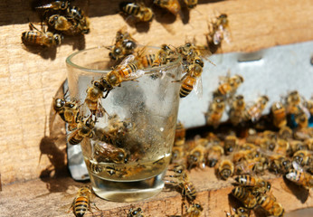 Beekeeping at Vietnam, beehive, bee honey