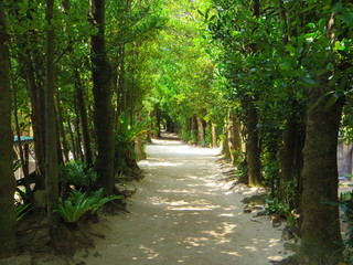 備瀬のフクギ並木（沖縄本部町）