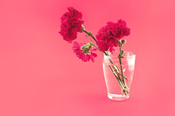 Red carnations in vase on a red background. Greeting card.