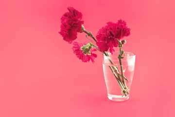 Obraz premium Red carnations in vase on a red background. Greeting card.