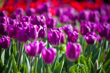 Colorful Spring Tulips in a garden