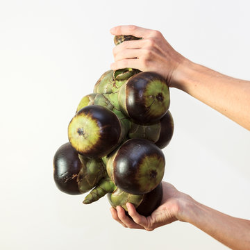 Male hands holding asian Palmyra palm