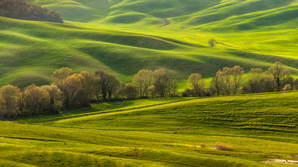 Fresh spring green grass gilding in the light of sunset in the f