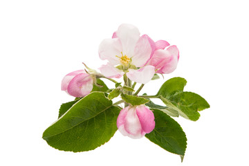 Obraz premium apple flowers