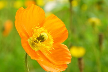 アイスランドポピー