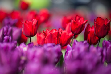 Colorful Spring Tulips in a garden