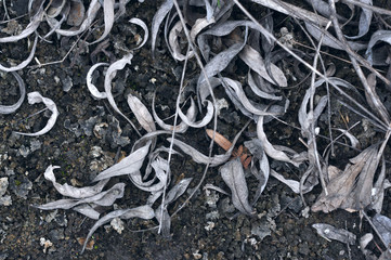 dried leaves background