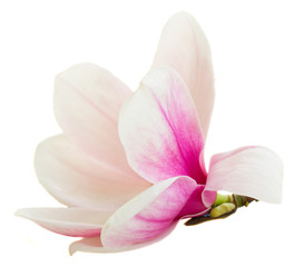 Fototapeta na wymiar Blossoming pink magnolia Flowers