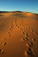 Group in desert



