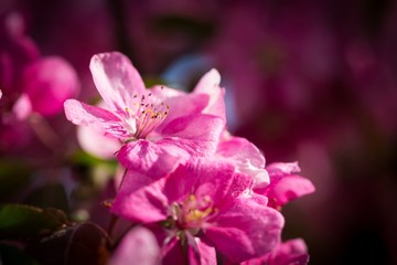 Paradise apple-tree blooming,