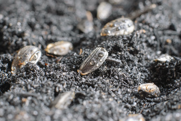 seedling of a sunflower
