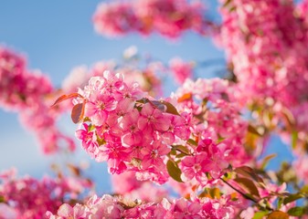 Paradise apple-tree blooming,