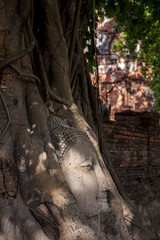 Buddha's head in tree roots