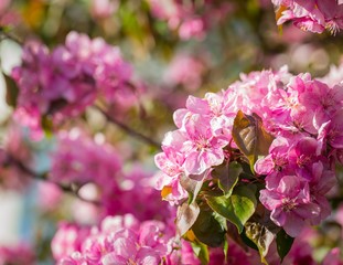 Paradise apple-tree blooming,