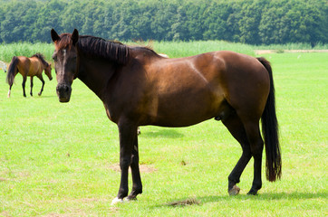 Fototapeta premium Horse in meadow
