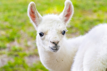 Llama (Lama glama) baby