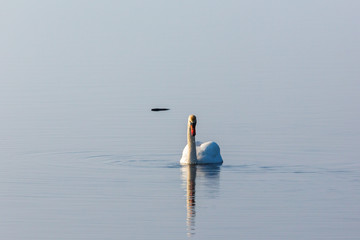 Mute swan swim in lake