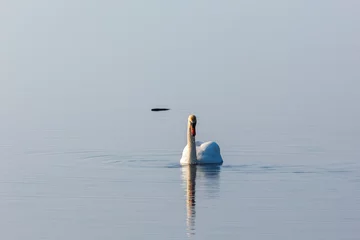 Peel and stick wall murals Swan Mute swan swim in lake
