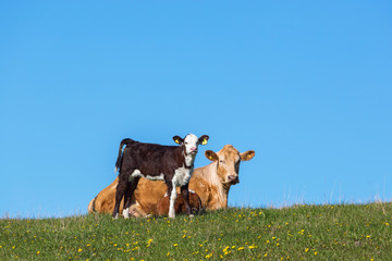 Calf and cow