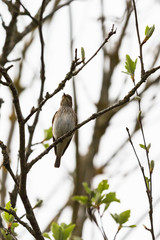 Obraz premium Spotted flycatcher