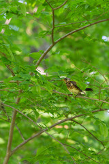 Fieldfare on a branch