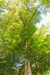 Treetops in spring forest