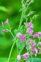 Red campion flowers in summer