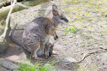 Tammar wallaby (Macropus eugenii) with baby