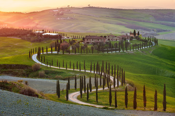 twisted road with cypresses in the sunset in Tuscany